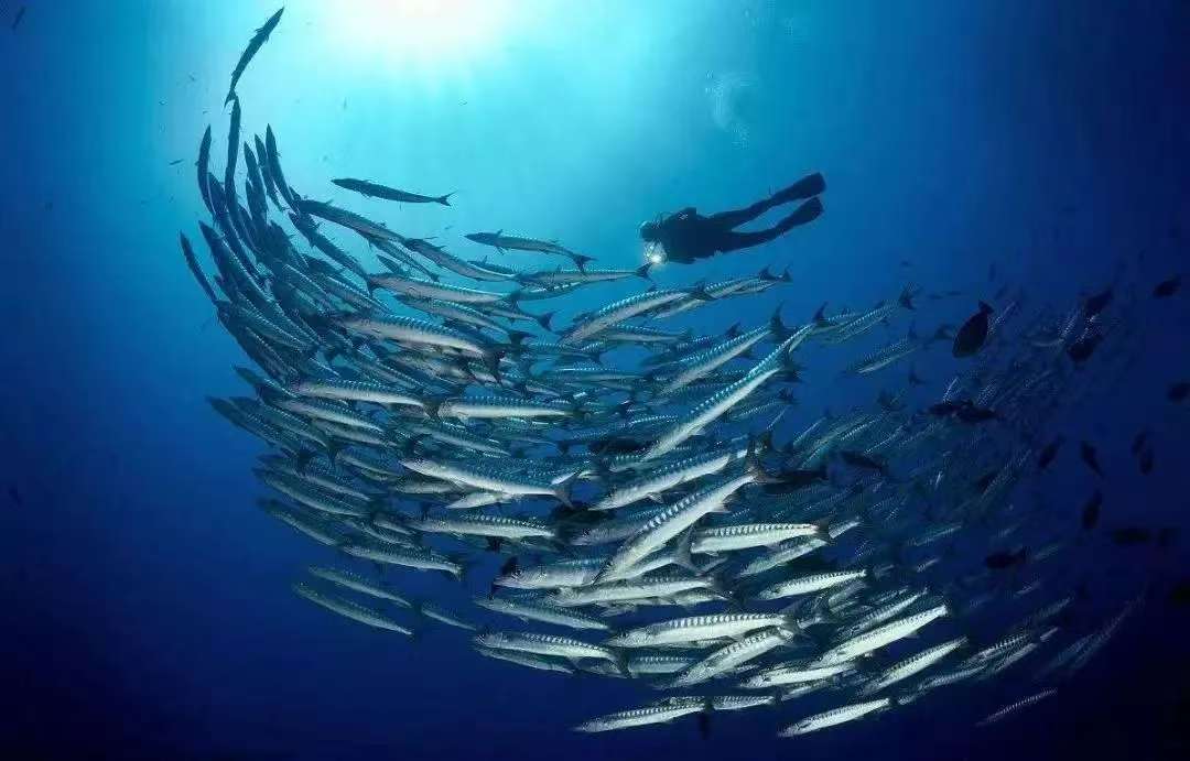 海洋伙伴丨读书微课堂：海洋保护